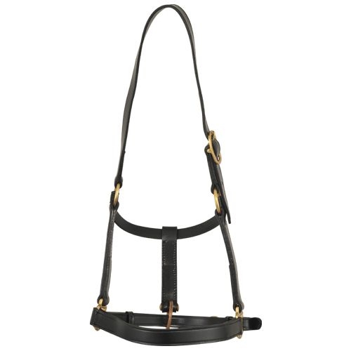 Bridle & Halter